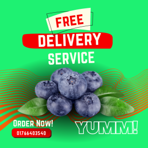 13 Blueberry Nature’s Tiny Powerhouse